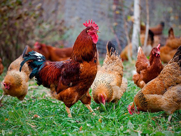 Породы куриц | ЗооТом - продажа, вязка и услуги для животных в Усмане