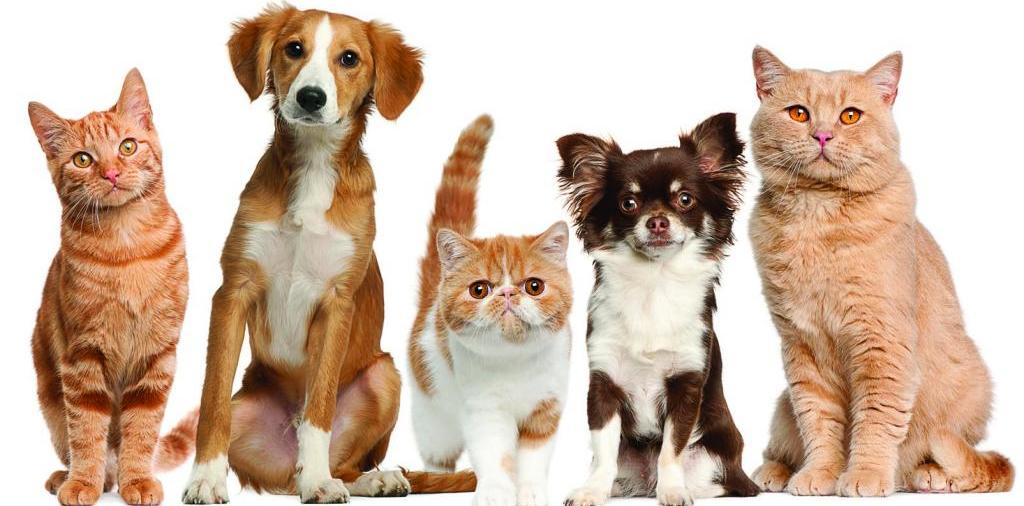 Доска объявлений о животных | ЗооТом - продажа, вязка и услуги для животных в Усмане