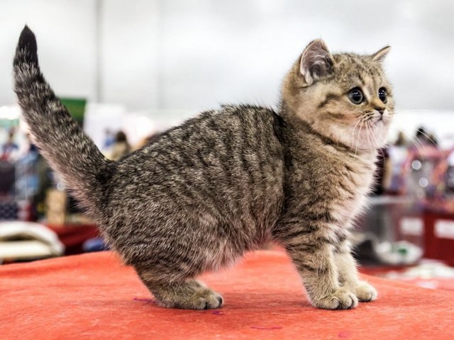 Породы кошек в Усмане | ЗооТом портал о животных