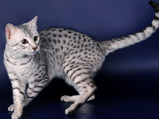 Породы кошек в Усмане | ЗооТом портал о животных