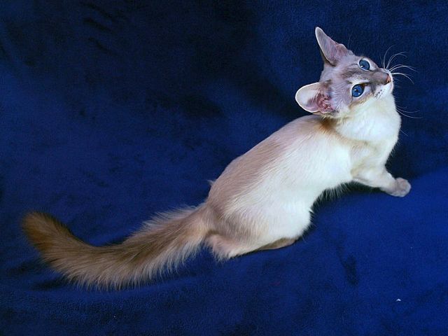 Выведенные породы кошек в Усмане | ЗооТом портал о животных
