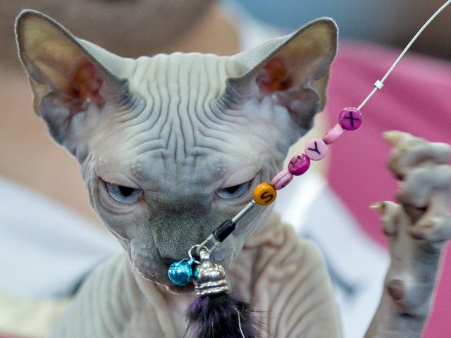 Выставки кошек в Усмане | ЗооТом портал о животных