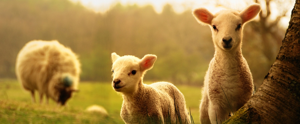 Объявления о сельскохозяйственных животных | ЗооТом - продажа, вязка и услуги для животных в Усмане