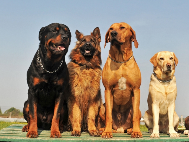 Крупные породы собак в Усмане | ЗооТом портал о животных