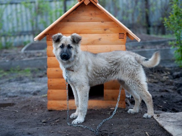 Все о собаках в Усмане